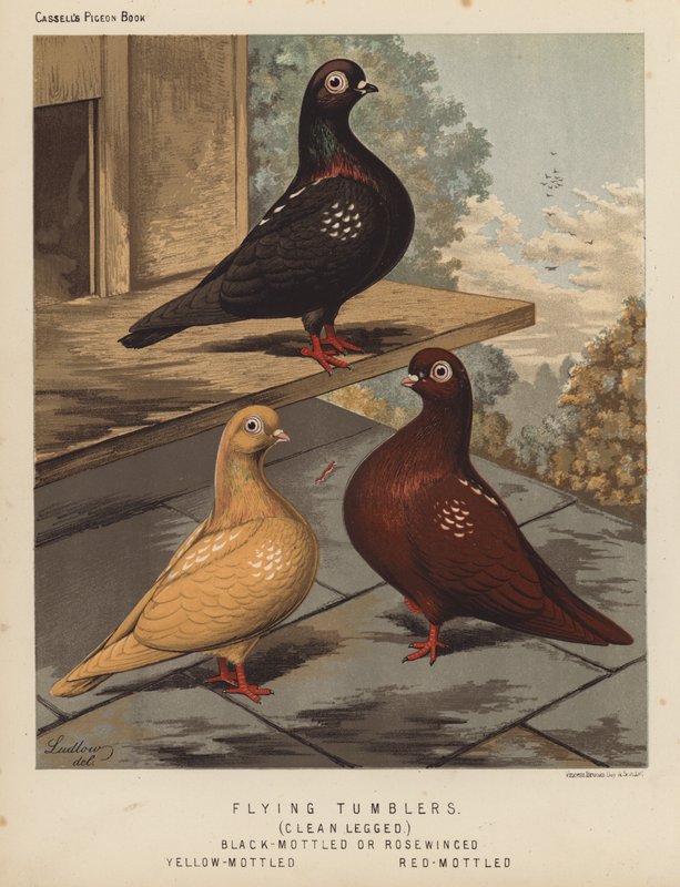 Pigeons: Flying Tumblers, Clean Legged, Black-Mottled or Rosewinged, Yellow-Mottled, Red-Mottled by J. W. (after) Ludlow