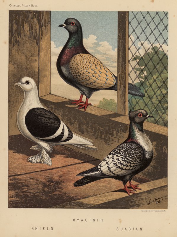 Pigeons: Hyacinth; Shield; Suabian by J. W. (after) Ludlow