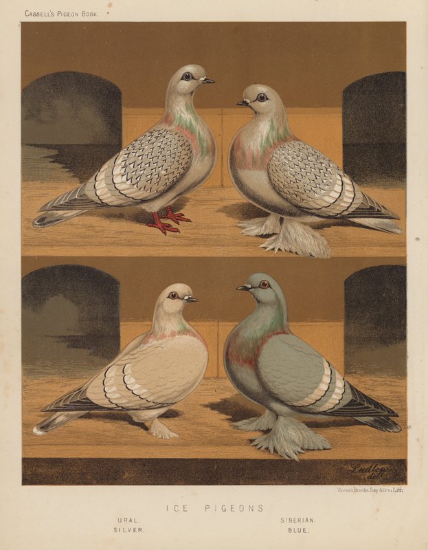 Pigeons: Ice Pigeons, Ural, Siberian, Silver, Blue by J. W. (after) Ludlow