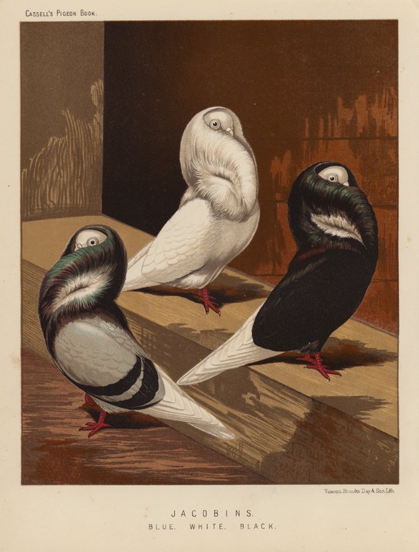 Pigeons: Jacobins, Blue, White, Black by J. W. (after) Ludlow