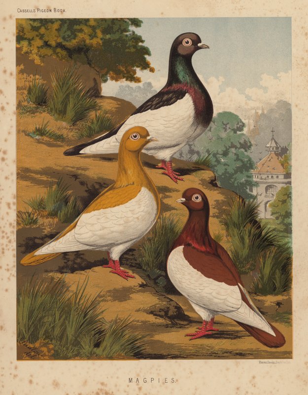 Pigeons: Magpies by J. W. (after) Ludlow