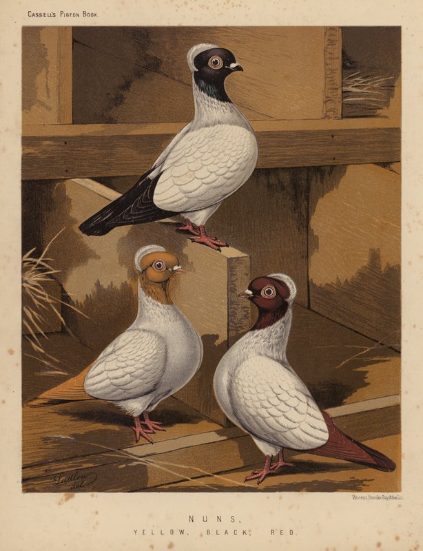 Pigeons: Nuns, Yellow, Black, Red by J. W. (after) Ludlow