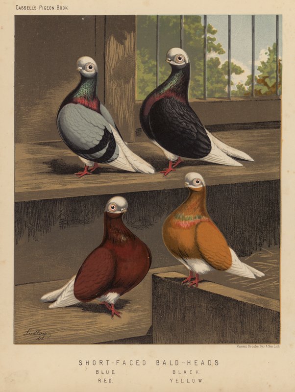 Pigeons: Short-Faced Bald-Heads, Blue, Black, Red, Yellow by J. W. (after) Ludlow