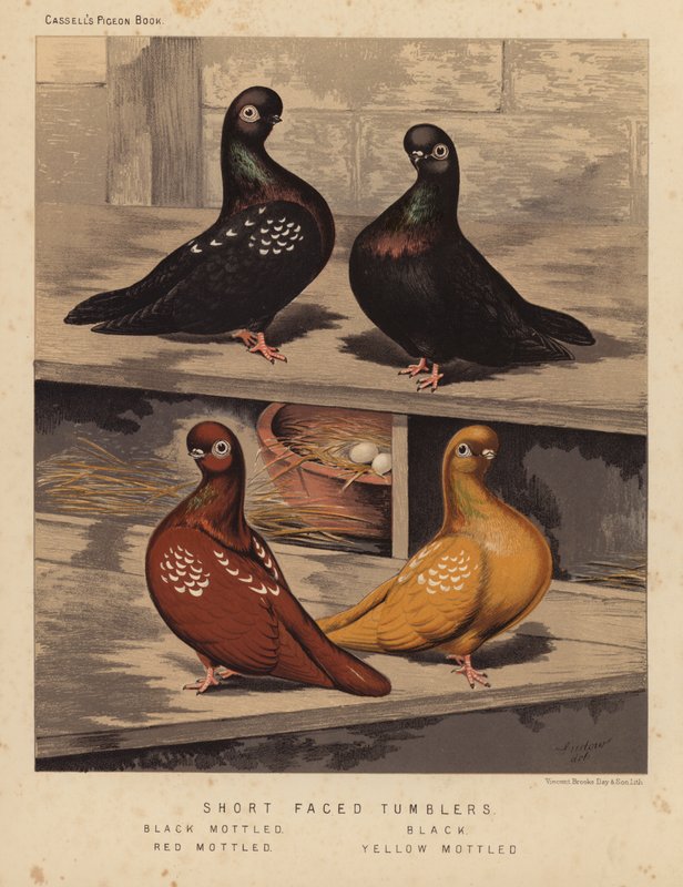 Pigeons: Short Faced Tumblers, Black Mottled, Black, Red Mottled, Yellow Mottled by J. W. (after) Ludlow