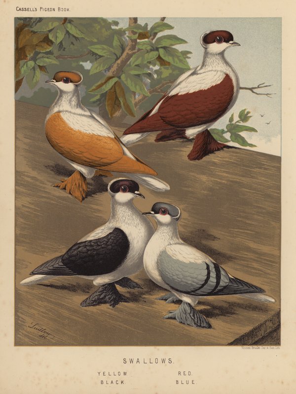 Pigeons: Swallows, Yellow, Red, Black, Blue by J. W. (after) Ludlow