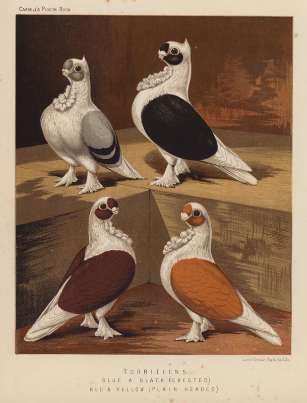 Pigeons: Turbiteens, Blue and Black, Crested, Red and Yellow, Plain Headed by J. W. (after) Ludlow