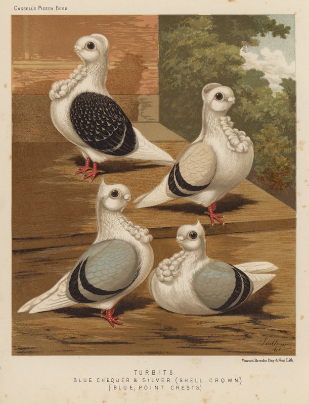 Pigeons: Turbits, Blue Chequer and Silver, Shell Crown, Blue, Point Crests by J. W. (after) Ludlow