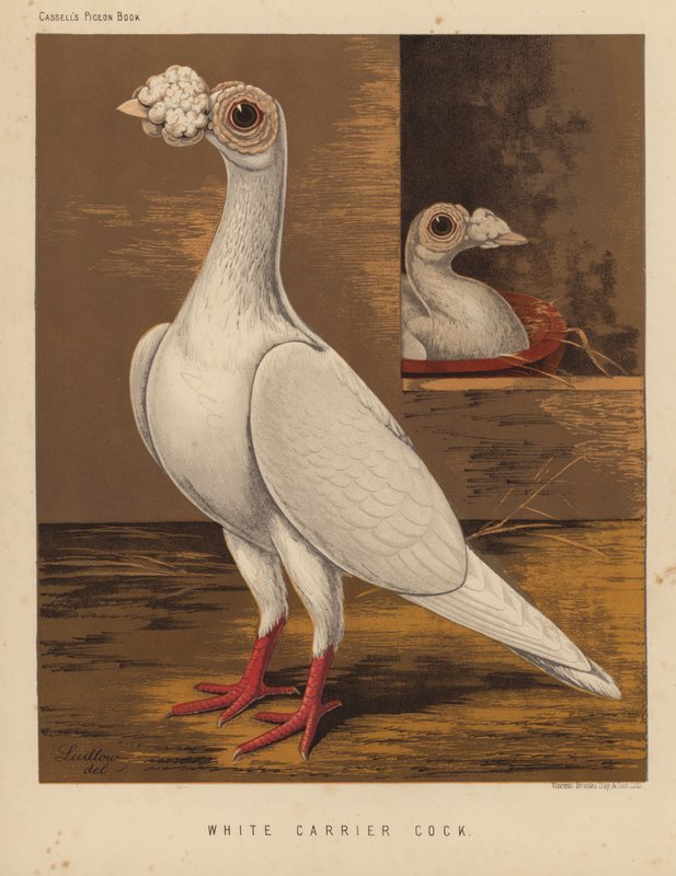 Pigeons: White Carrier Cock by J. W. (after) Ludlow