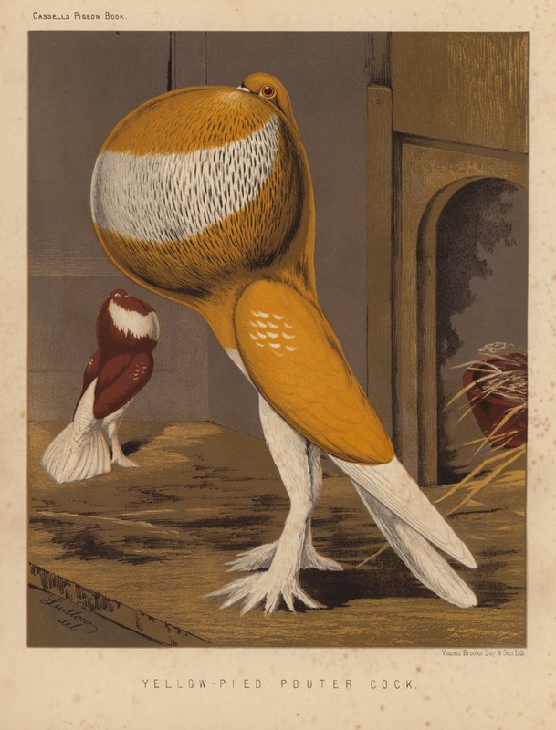 Pigeons: Yellow-Pied Pouter Cock by J. W. (after) Ludlow