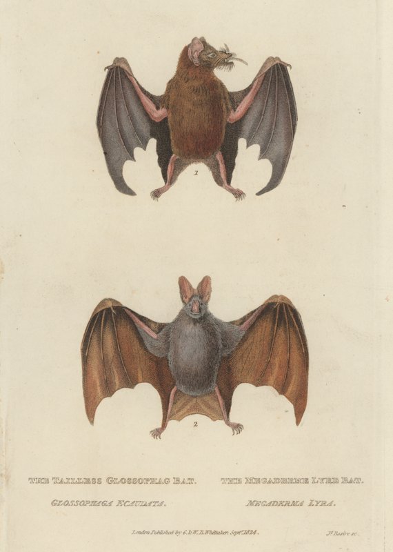 Tailless Glossophag Bat and Megaderme Lyre Bat by James (after) Basire