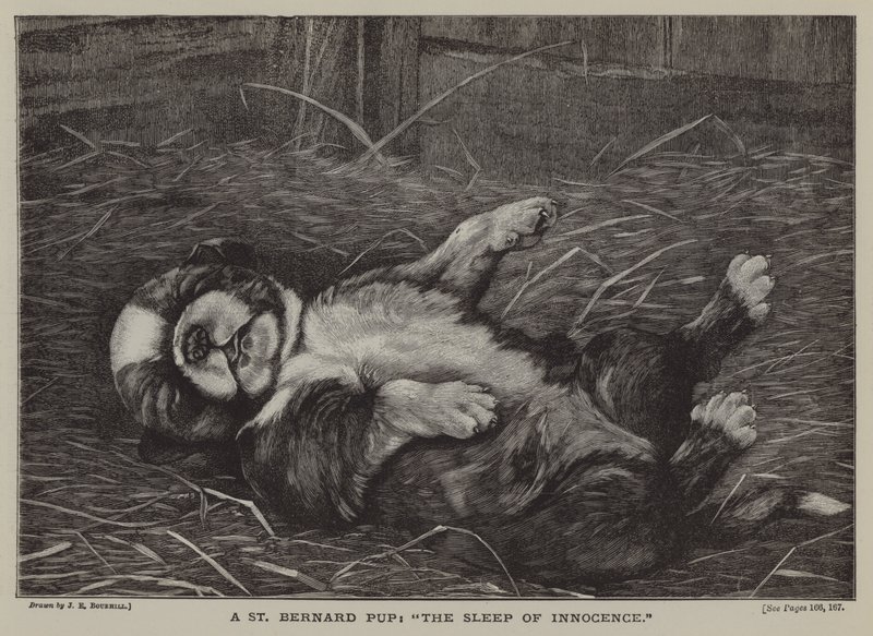 A St Bernard Pup: The Sleep of Innocence by James E. Bourhill
