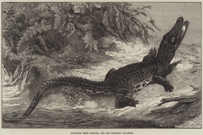 Alligator from Sumatra, for the Brighton Aquarium by Johann Baptist Zwecker