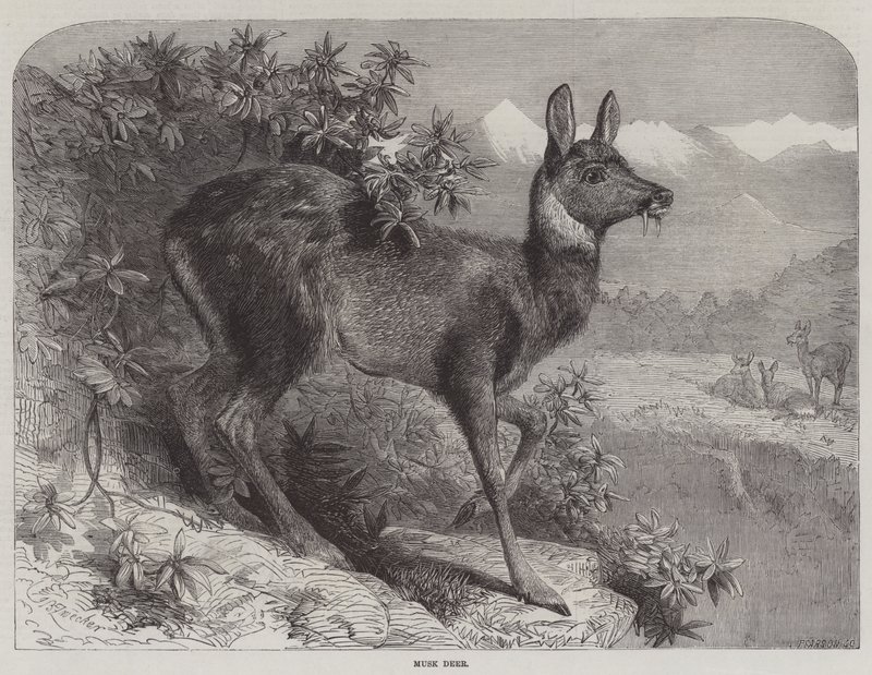 Musk Deer by Johann Baptist Zwecker