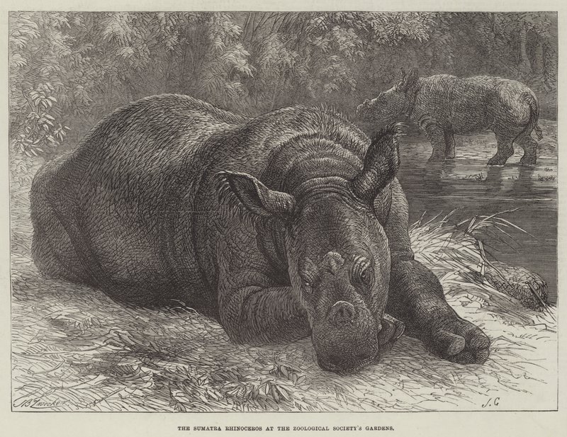 The Sumatra Rhinoceros at the Zoological Society
