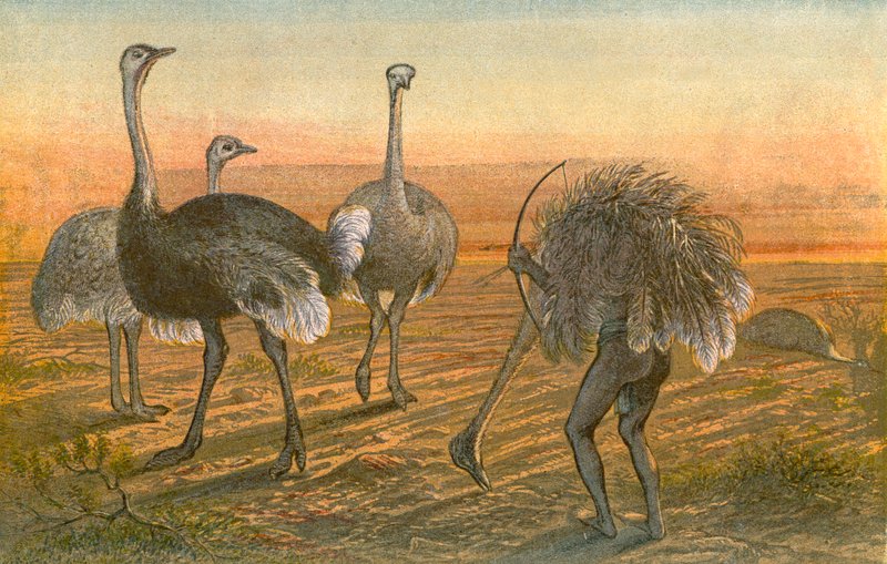 The Ostrich - 