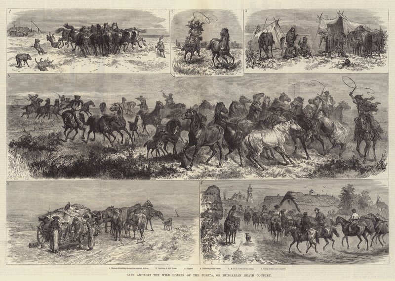 Life Amongst the Wild Horses of the Puszta, or Hungarian Heath Country by Johann Nepomuk Schonberg