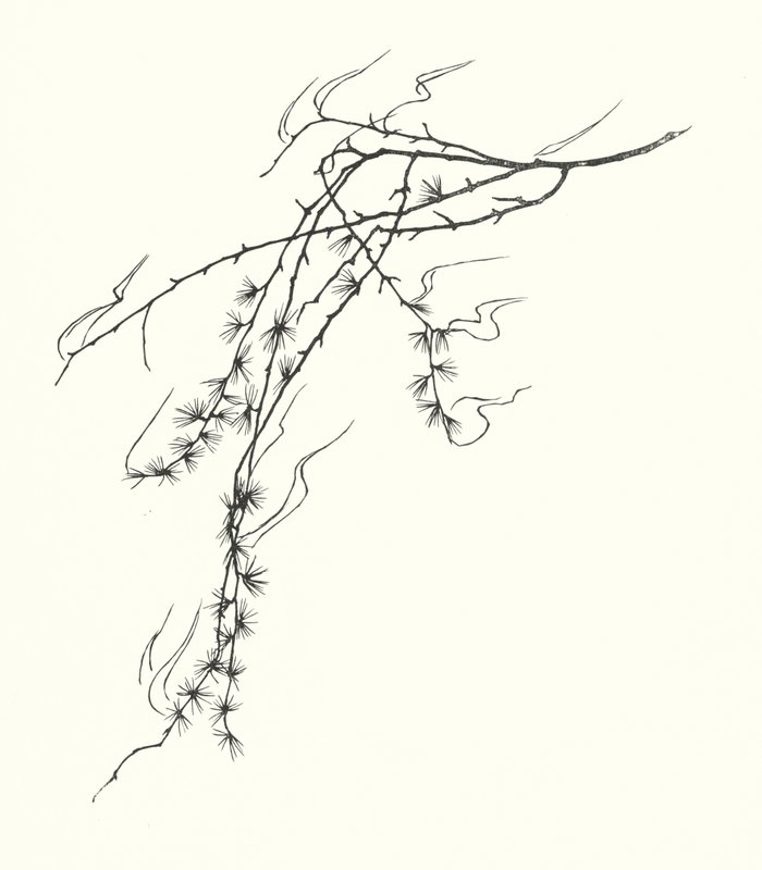 Johanna Beckmann silhouette by Johanna Beckmann