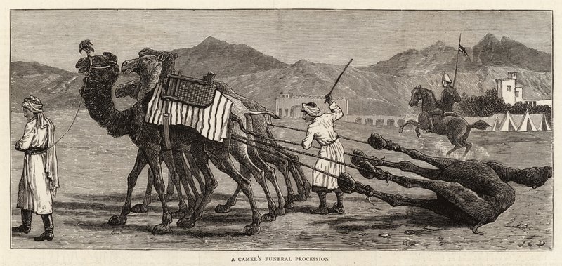 A Camel