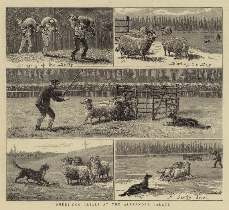 Sheep-Dog Trials at the Alexandra Palace by John Charles Dollman