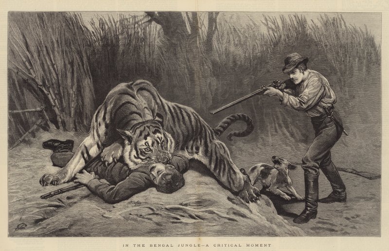 In the Bengal Jungle, a Critical Moment by John Charlton