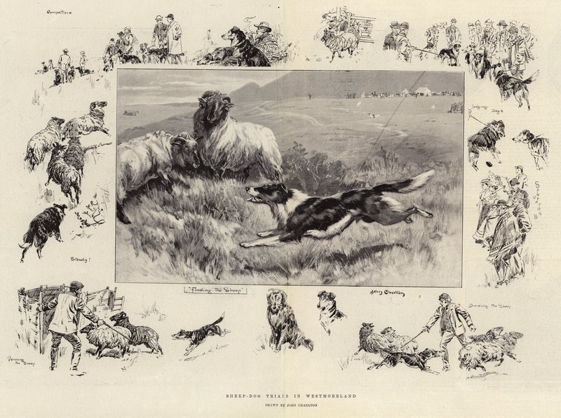 Sheep-Dog Trials in Westmoreland by John Charlton