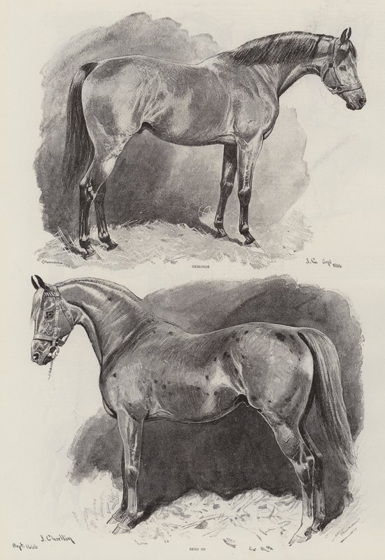 The Career of a Racehorse by John Charlton
