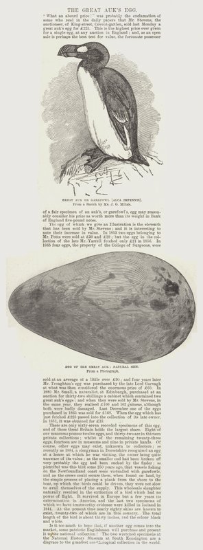 The Great Auk