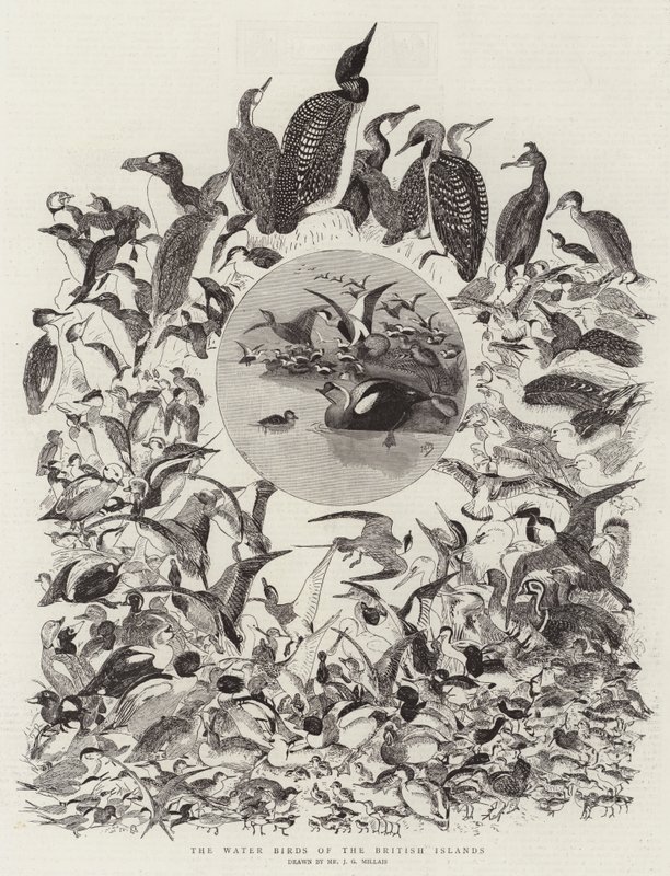 The Water Birds of the British Islands by John Everett Millais