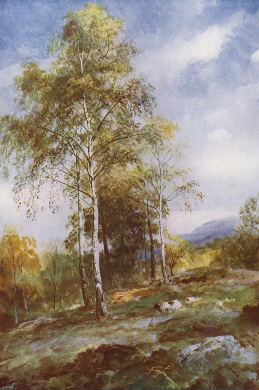 Silver Birches by John (after) MacWhirter