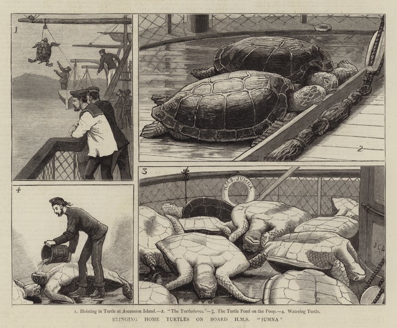 Bringing Home Turtles on Board HMS Jumna by John Charles Dollman