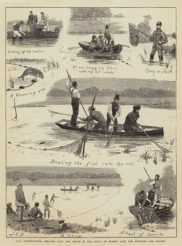 Fish Preservation, Netting Carp and Tench in the Ponds of Bushey Park for Stocking the Thames by John Charles Dollman