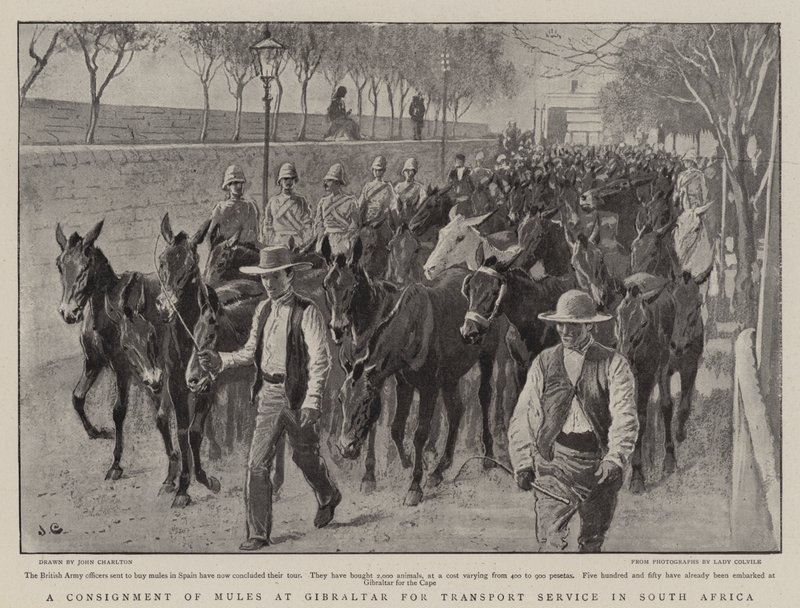A Consignment of Mules at Gibraltar for Transport Service in South Africa by John Charlton