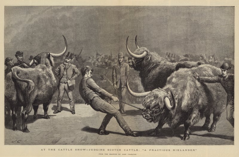 At the Cattle Show, judging Scotch Cattle, A Fractious Hielander by John Charlton