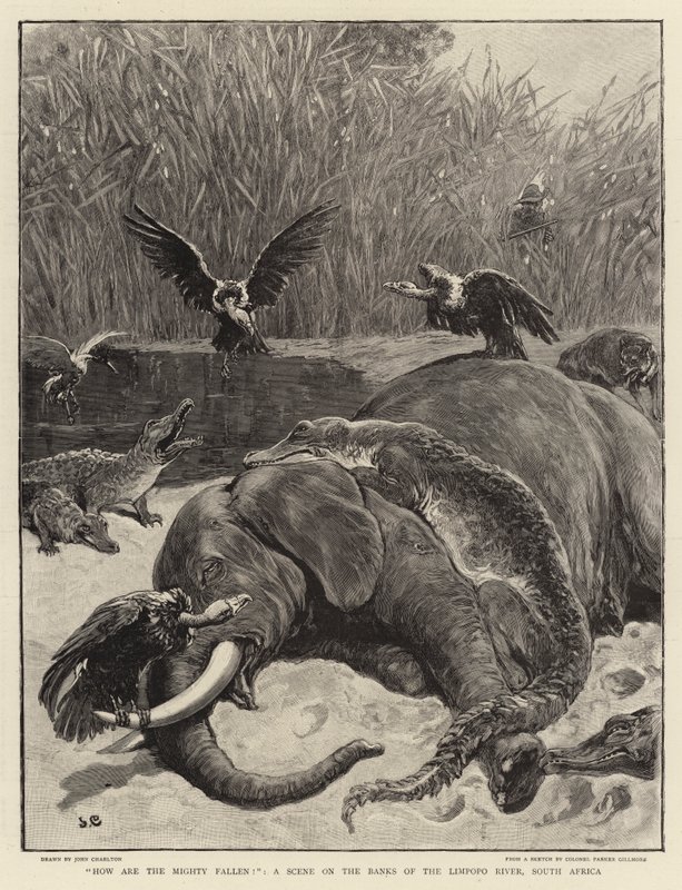 How are the mighty fallen!, a Scene on the Banks of the Limpopo River, South Africa by John Charlton