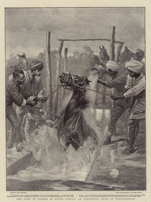 The Care of Horses in South Africa, An Antiseptic Bath at Stellenbosch by John Charlton