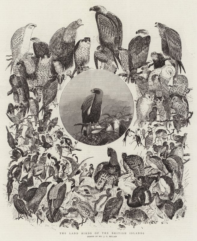 The Land Birds of the British Islands by John Everett Millais