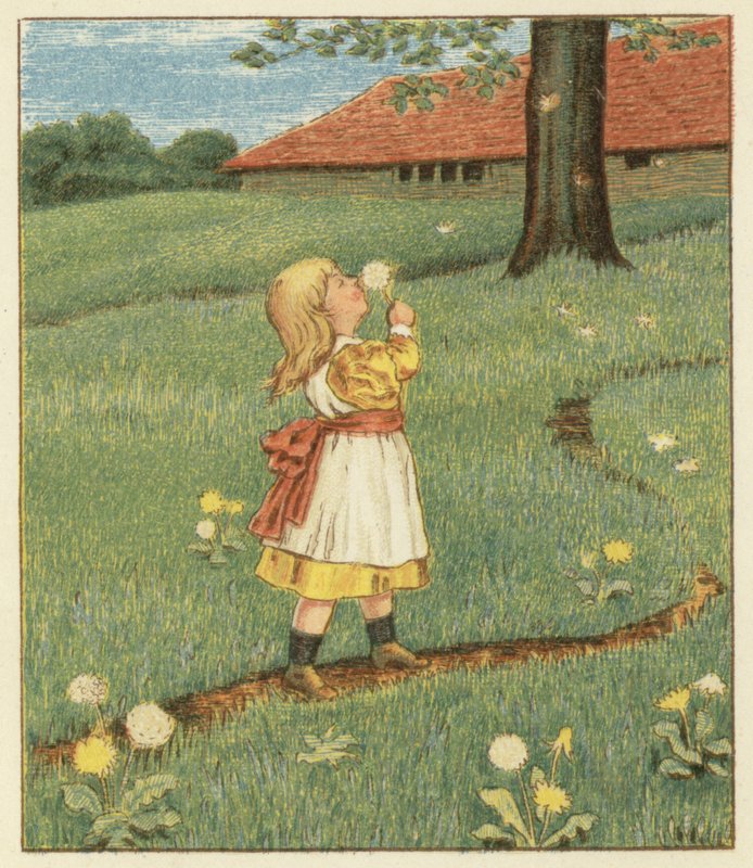 Dandelion Seeds by John George (after) Sowerby