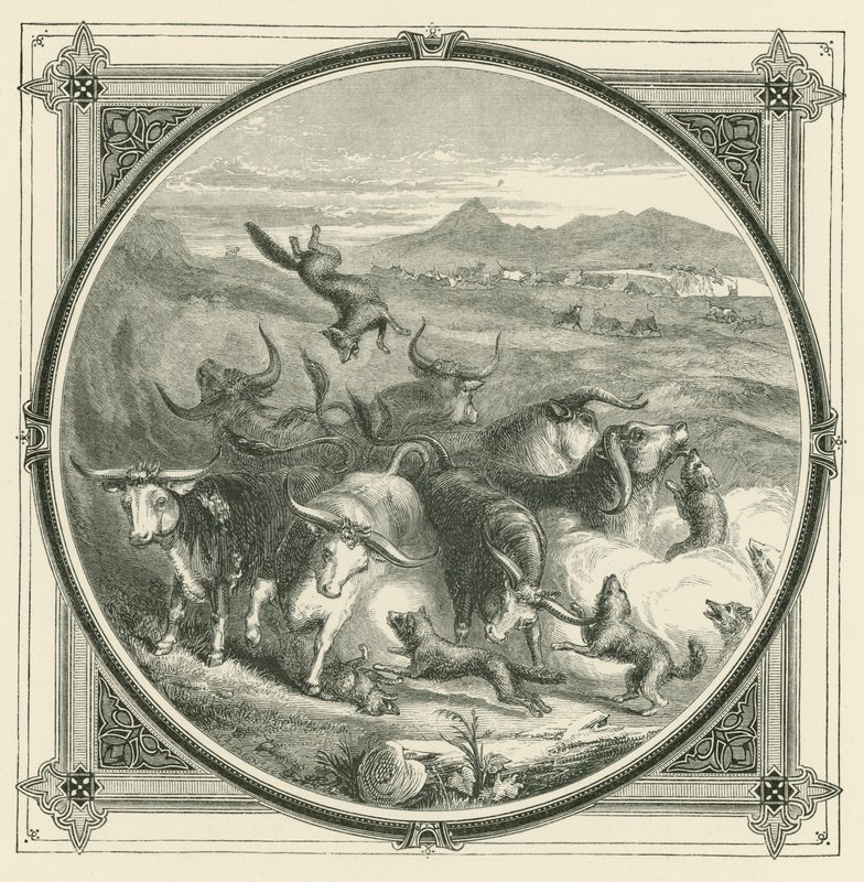 When the wolf comes, the oxen leave off fighting to unite in self-defence by John Leighton