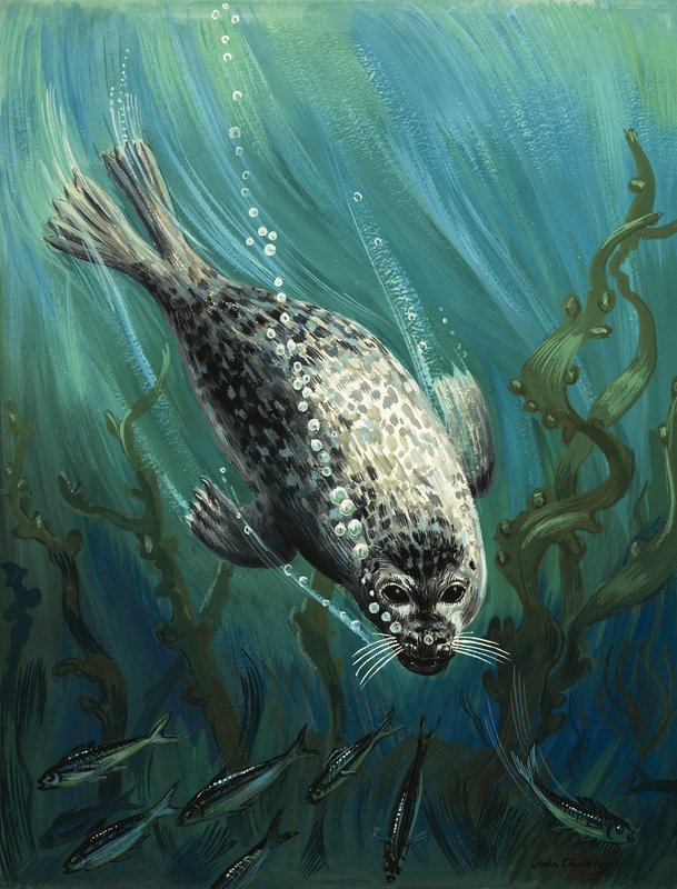 Our Sea Friend The Seal by John Rignall