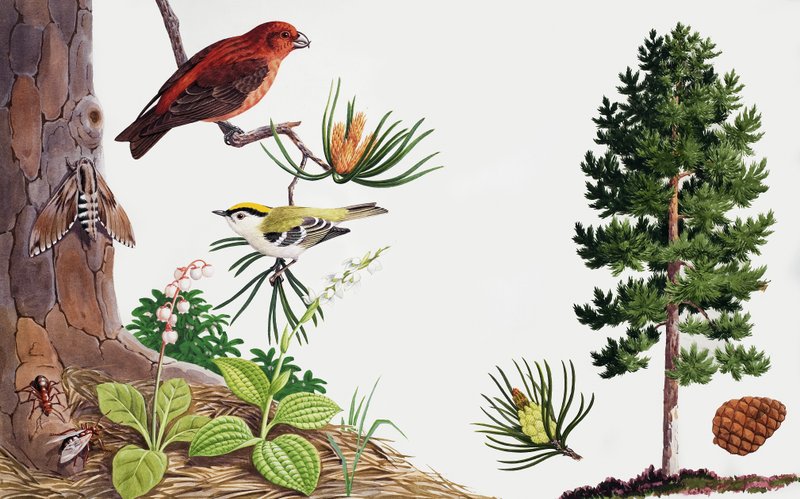 The Pine Tree and Its Inhabitants by John Rignall