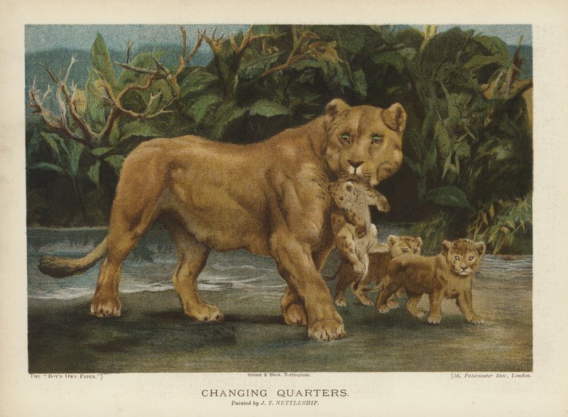 Changing Quarters: lioness moving her cubs by John Trivett Nettleship