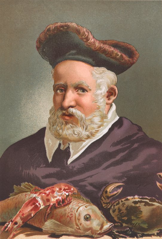 Guillaume Rondelet by Josep or Jose Planella Coromina