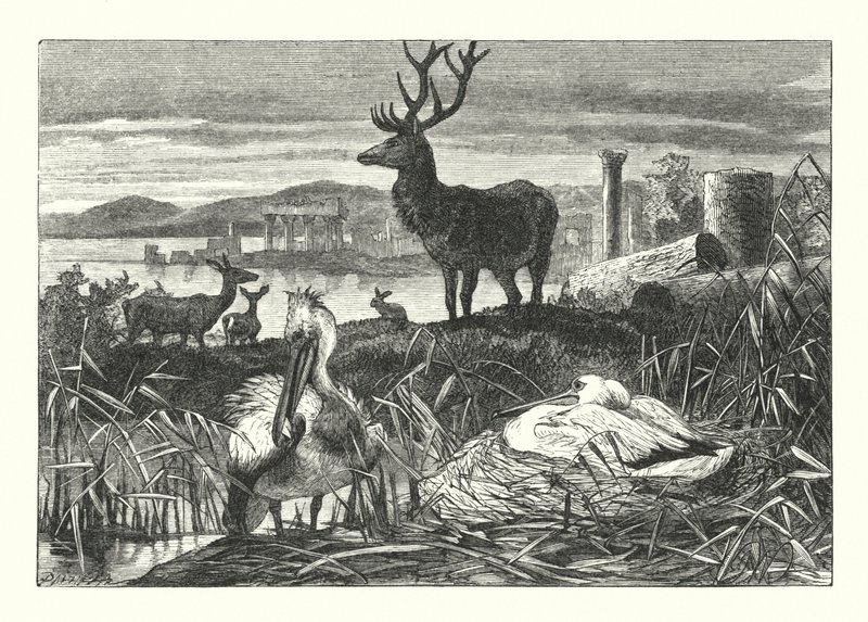 Decay of Earthly Pomp (engraving) by Joseph (after) Wolf