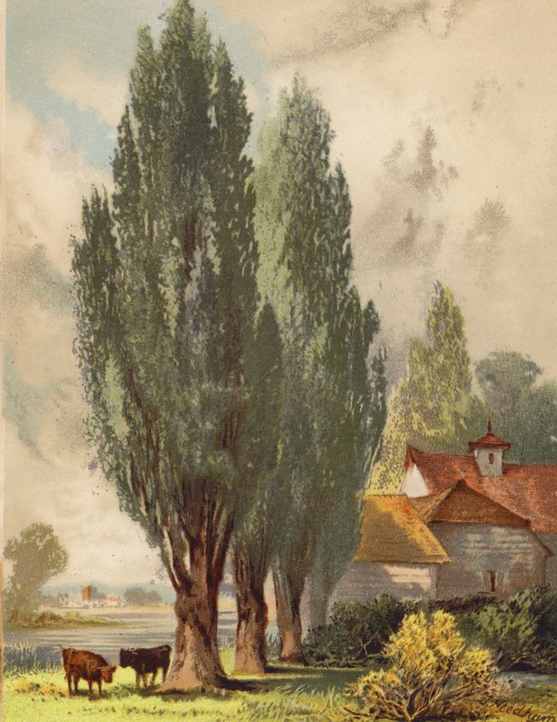 Lombardy Poplars, English Scene by Joseph Needham
