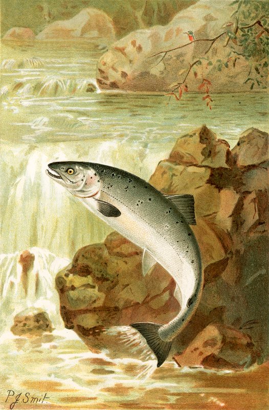A Salmon Leap by Joseph Smit