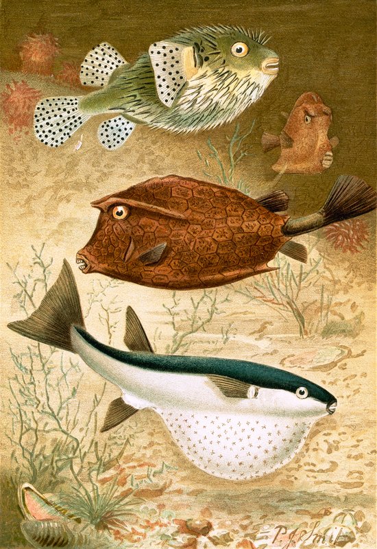 Globe fish and Coffer fish by Joseph Smit