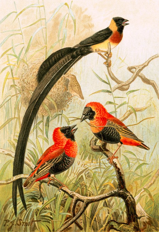 Weaver Birds by Joseph Smit