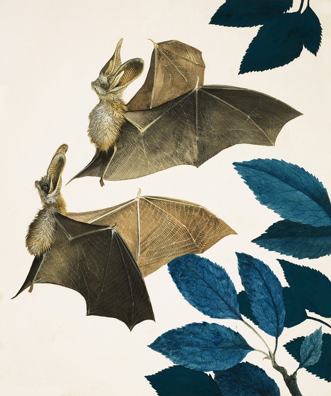 The Long-Eared Bat by Kenneth Lilly
