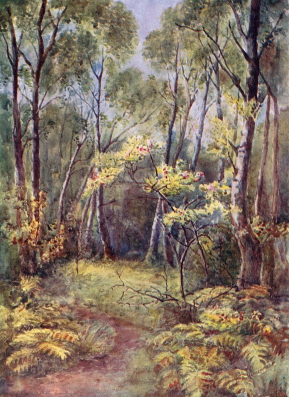 In Leigh Woods by Laura Annie Happerfield
