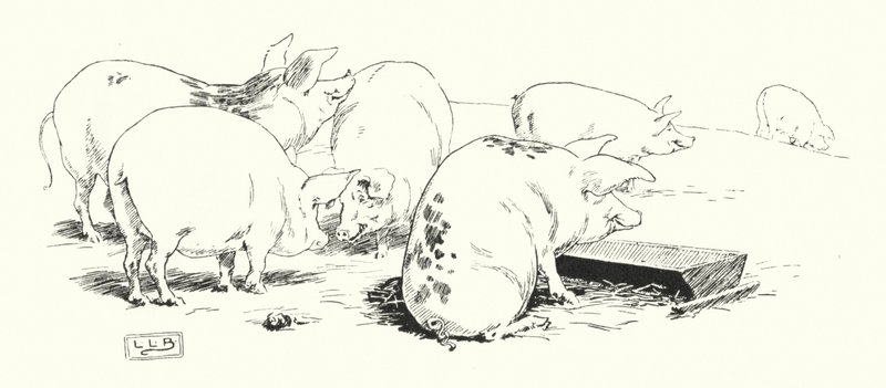A long-tailed pig, or a short-tailed pig (engraving) by Leonard Leslie Brooke